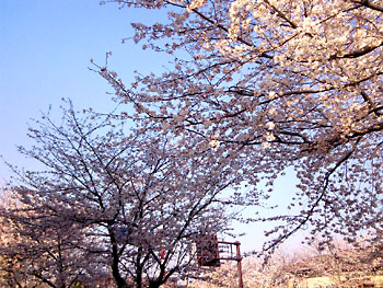 春風の心地良いこと。 20080403-1.jpg