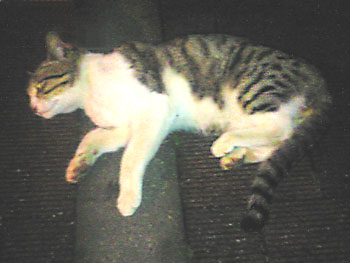 ニャンと呼べばニャンと答える。 20080406-2.jpg