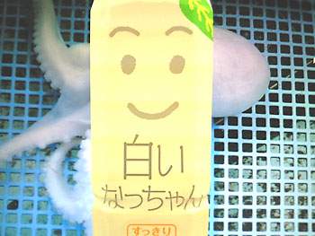 白き魔女。 英雄伝説III。 知りませんかそうですか。 20080414-1.jpg
