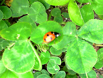 そうさ太陽の光にはばたいて。 20080603-1.jpg