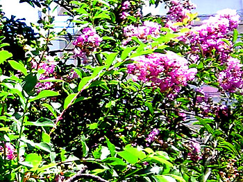 余所様の花などに見惚れてみる。 20080803-1.jpg