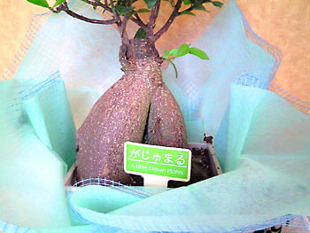 最近は観葉植物として人気なのだそうだ。 20080817-1.jpg