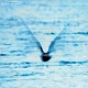Mellow Dream 20080817.jpg
