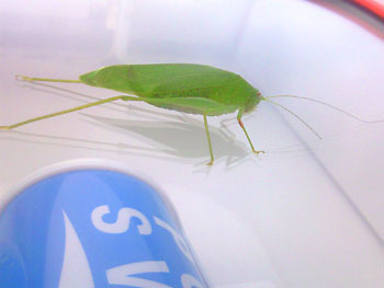 20080822-1.jpg