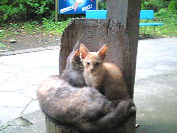 せめて一枚撮らせておくれ。 20080915-1.jpg
