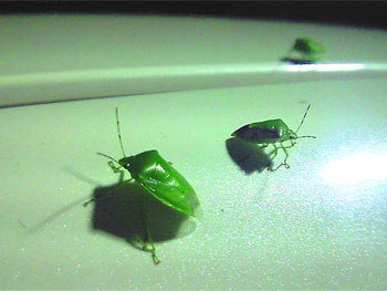 なんだ、カメムシか。 20080925-1.jpg