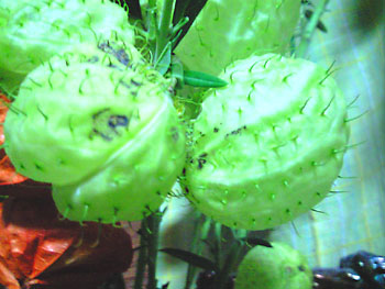 風船とオワタ\(^o^)/ 20081008-1.jpg