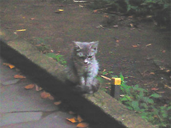 20081115-1.jpg