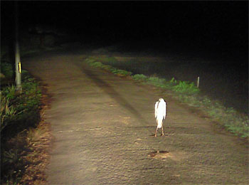 あのぉ、通れないんですけど。 20081121-1.jpg