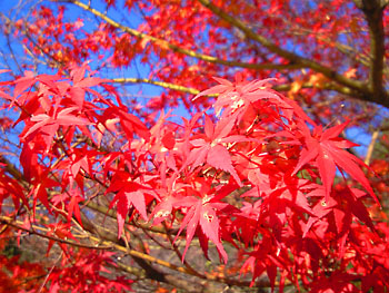 今年初めての紅葉狩り。 20081201-1.jpg