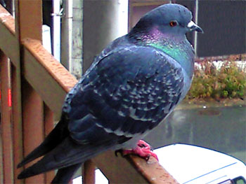 ククルククー。 20090130-1.jpg