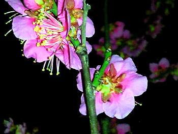 20090208-1.jpg