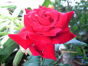 ジュテーム、オスカル。 20090419-1.jpg