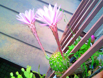 多肉植物。 20090520-1.jpg