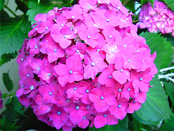 20090603-1.jpg