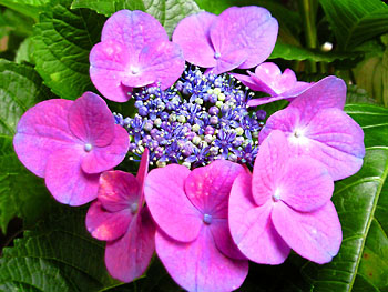 20090610-1.jpg