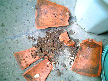 20090622-1.jpg