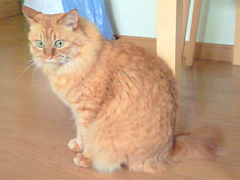 ニャンと呼べばニャンと答える。 20090705-1.jpg