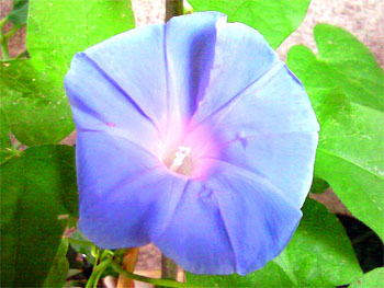 20090723-1.jpg