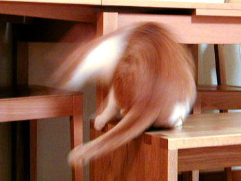 にげろー。 20090729-1.jpg