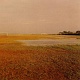犬と猫/中村一義 20090824.jpg