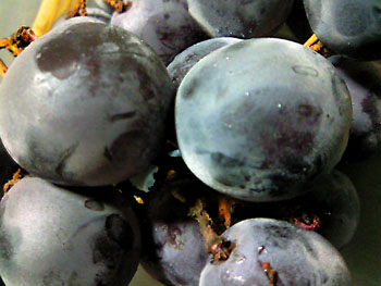 20090903-1.jpg