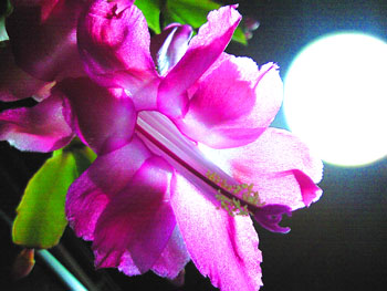 なごむわー。 20091211-1.jpg