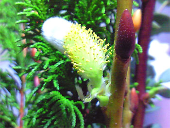 20100314-1.jpg