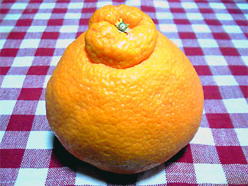 20100317-1.jpg
