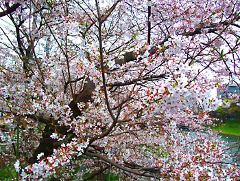 20100328-1.jpg