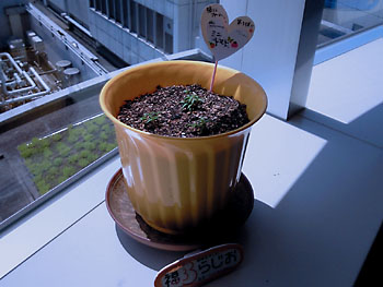 20100420-1.jpg