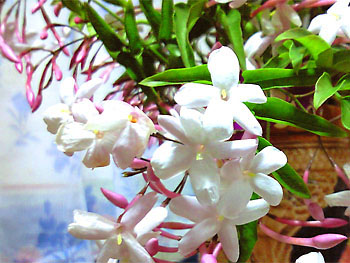 20100423-1.jpg