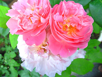20100509-1.jpg