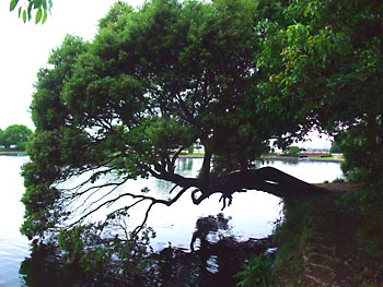20100524-1.jpg