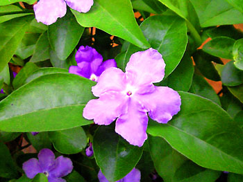 20100531-1.jpg