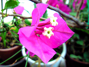 20100606-1.jpg