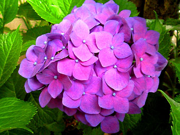 20100617-1.jpg