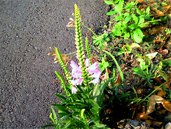 20100916-1.jpg