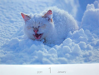 20110131-1.jpg