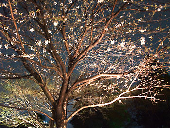 20110321-1.jpg
