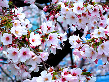 20110403-1.jpg