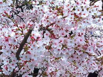 20110407-1.jpg