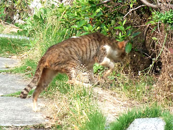 20110606-1.jpg