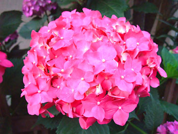 20110607-1.jpg