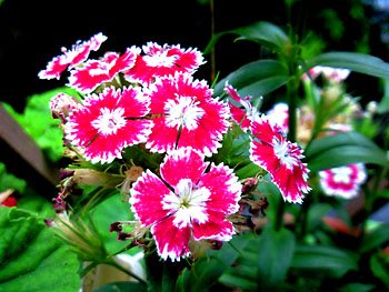 20110610-1.jpg