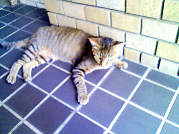 20110731-1.jpg