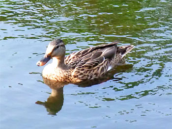 20111004-1.jpg