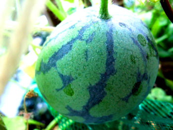 20111024-1.jpg
