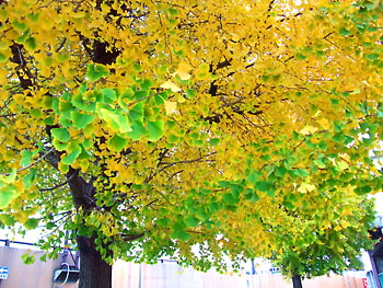 20111202-1.jpg