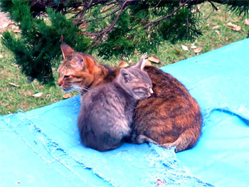 20111204-1.jpg